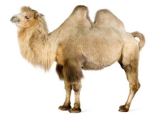 camel and its stomach to increase power